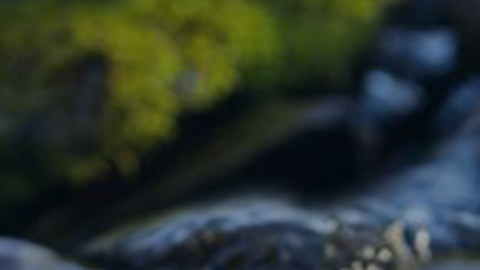 վ